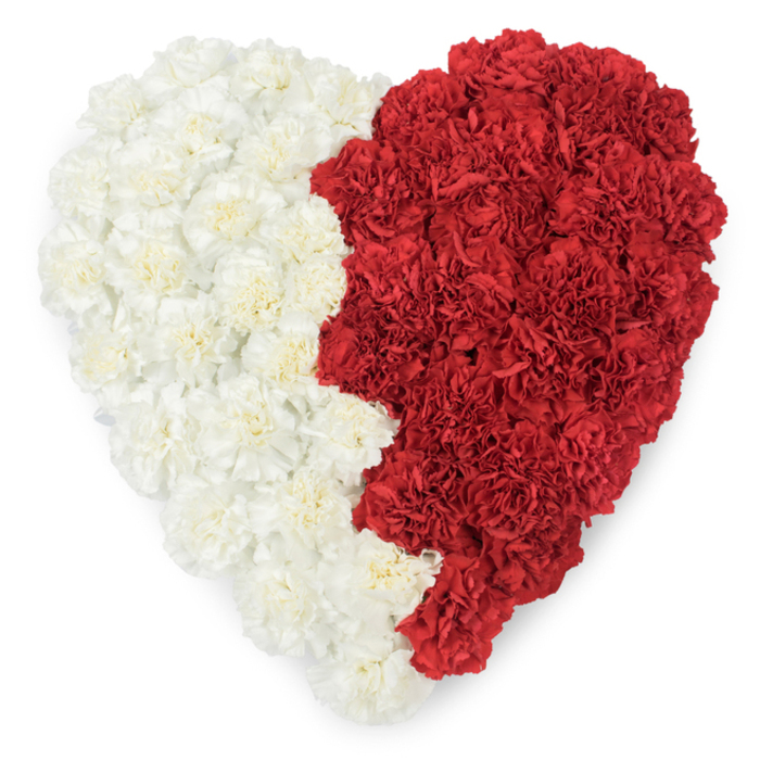 A meticulously constructed heart of carnations is photographed straight on from above: the left half is a soft, creamy white and the right half a deep, saturated red, each bloom arranged so densely that the individual ruffled petals form a continuous, cloud-like plane. The divider between these two fields is not a straight seam but a distinctive serrated line of triangular peaks-nine in number-creating a saw-tooth motif down the centre of the heart. That specific jagged edge strongly evokes the maroon-and-white heraldry of Qatar's flag, lending the composition a clear national and patriotic resonance while still functioning as an intimate floral tribute. The carnations catch the light in a way that accentuates their texture: cream petals glow with a warm softness, red petals absorb light and reveal velvety depth, and tiny shadows between blooms give the piece three-dimensional presence. Against a stark white backdrop the colours read with striking clarity; the arrangement feels both ceremonial and deeply personal, suitable for national commemorations, diplomatic events, or private remembrances where pride and affection are intertwined. From the local perspective-imagine this placed in a Chigwell community hall near Grange Hill or sent to a family home along Roding Road-the craftsmanship speaks of careful, time-honoured technique: precise placement, balanced contours, and an intentional, symbolic centreline. The image communicates love, identity, and respect through simple materials elevated by deliberate design and skilled hands.