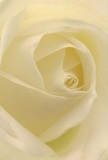 Drawn close to the luminous heart of a cream-white rose, it's impossible not to be enveloped by the softness and serenity radiating from this Chigwell florist's careful handiwork. Each petal gently spirals inward, forming layers that appear almost weightless-like morning mist rolling over the fields near the High Road. Subtle shadows lend depth and a quiet drama, while the blending of ivory and pale lemon hues evokes a sense of new beginnings and hope. The bloom seems to capture that elusive peace often found on early walks through Chigwell's parks, offering a symbol of reverence or healing for those facing loss or celebrating milestones. There's a whisper of fragrance, conjured by imagination, as the close perspective reveals every tender detail and fine curve. This rose, ideal for thoughtful tributes or heartfelt gestures, is a testament to the sensitivity and artistry found just steps away from the heart of Chigwell. With each carefully placed petal, it delivers comfort, admiration, and the promise of cherished memories.